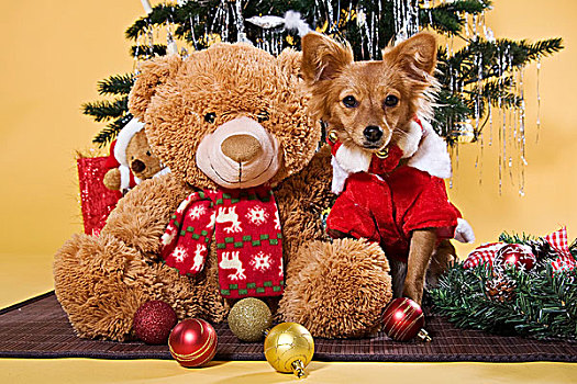 杂交,狗,穿,圣诞节,服饰,坐,泰迪熊,熊