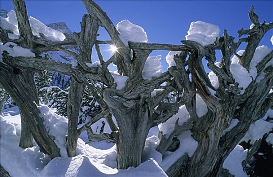 枯木,雪地,白云岩,意大利