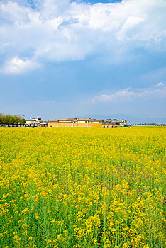 航拍云南大理喜洲古鎮(zhèn)油菜花田