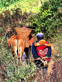 云南东川在红土地田里劳作的农民
