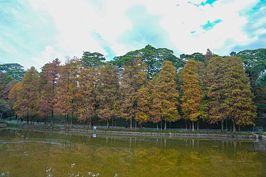 羊城广州天河公园冬季湖边水杉美景