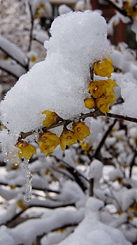 雪梅