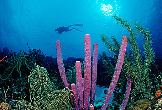 潜水,海绵,博奈尔岛,荷属列斯群岛,加勒比海