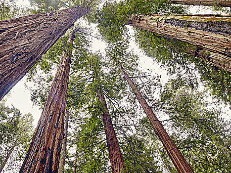 巨树之道,加利福尼亚,美国