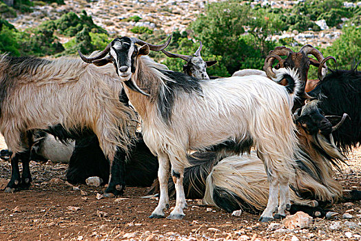 山羊,凯法利尼亚岛,希腊