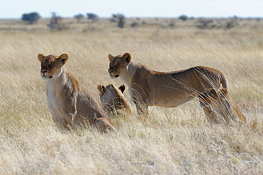 雌狮,狮子,干草,看,圆,警惕,埃托沙国家公园,纳米比亚,非洲