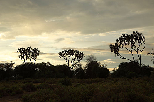 日落,萨布鲁国家公园,肯尼亚
