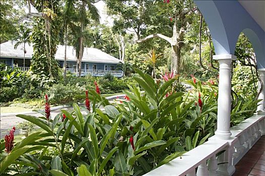 牙买加,酒店,花园