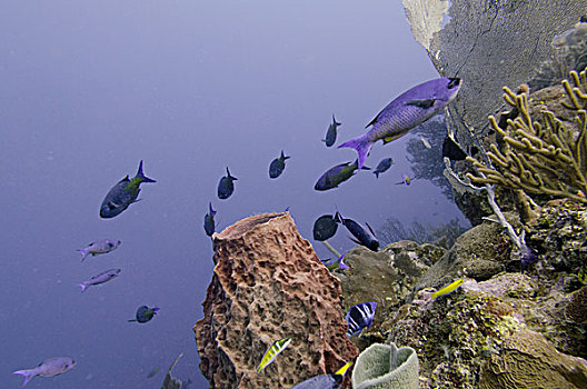 水下视角,鱼群,濑鱼,鱼,珊瑚,礁石,海湾群岛,洪都拉斯