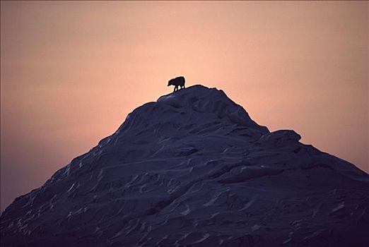 北极狼,狼,冰山,艾利斯摩尔岛,加拿大