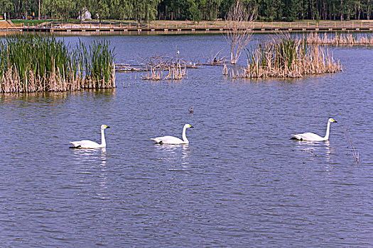 三只白色天鹅在湖中游泳