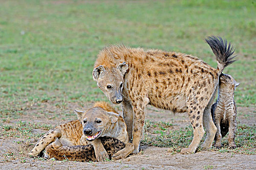 斑鬣狗,母亲,幼仔,马赛马拉,肯尼亚