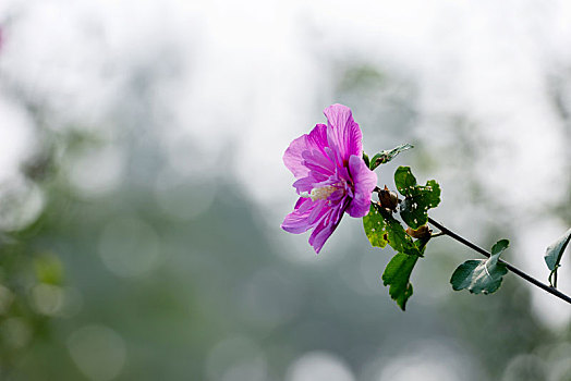 秋日公园里娇柔的木槿花