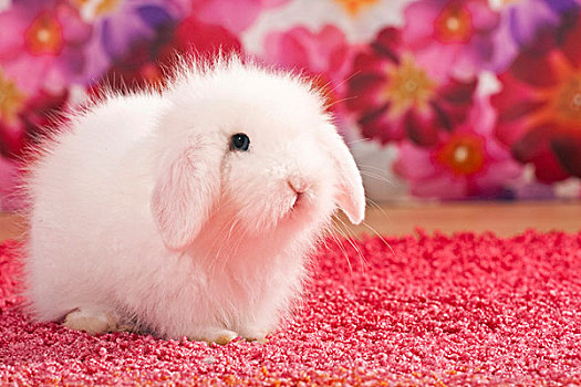 小,白色,兔子,迷你兔,粉色,地毯