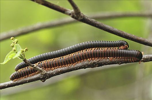 千足虫,交配,北方,马达加斯加