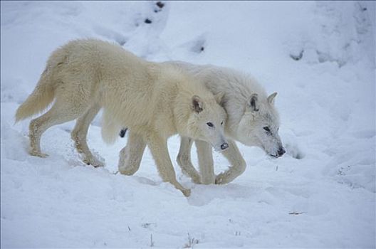 灰狼,白色,狼,一对,雪中