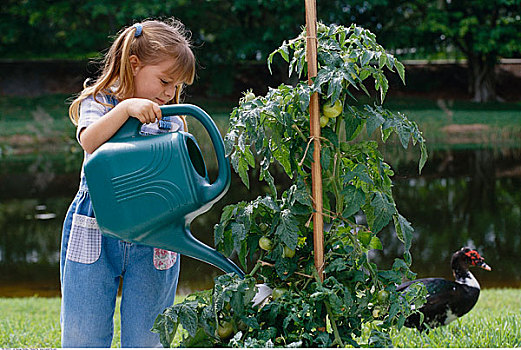 女孩,浇水,番茄植物