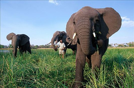 博茨瓦纳,区域,奥卡万戈三角洲,首领,大象,驾驶员
