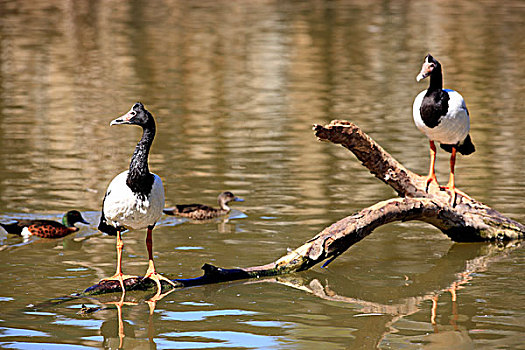 喜鹊,鹅,成年,一对,站立,水,枝条,暸望,澳大利亚