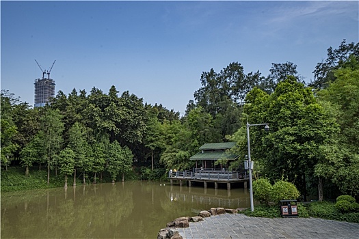 羊城广州夏天天河公园绿树与小桥湖水