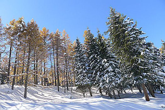 新疆巴里坤雪景森林