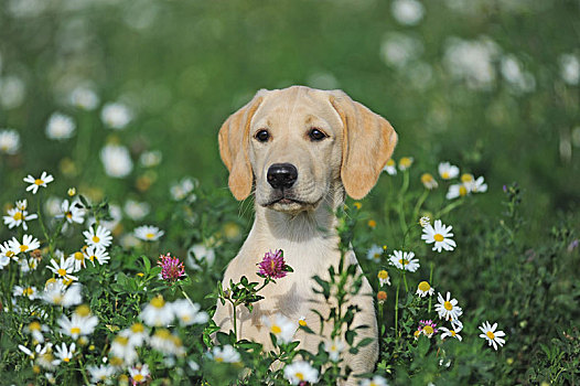 拉布拉多犬,黄色,4个月,雌性,坐,花,草地