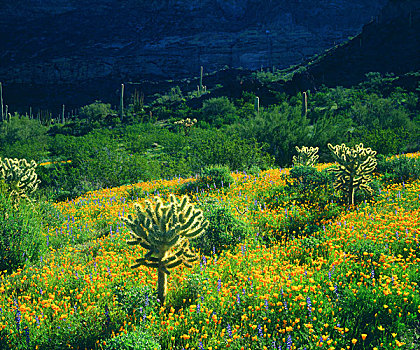 美国,亚利桑那,管风琴仙人掌国家保护区,野花,仙人掌,茂盛,春天
