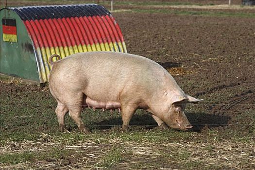 猪,北莱茵威斯特伐利亚,德国