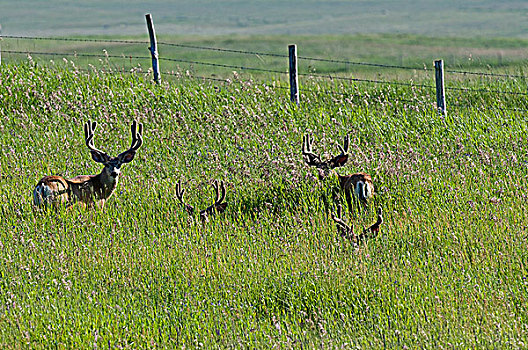 长耳鹿,骡鹿,雄性,夏末,鹿角,血,供给,皮肤,向上,掉皮,西南方,艾伯塔省,加拿大