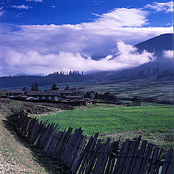 西藏林芝鲁朗牧场