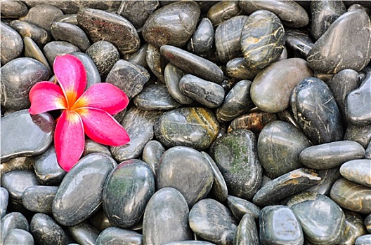 粉色,鸡蛋花,花,黑色背景,石头