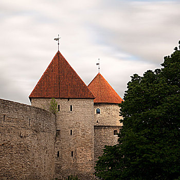 中世纪城市,墙壁,树