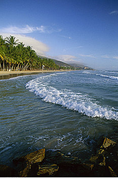 海滩,棕榈树,玛格丽塔岛,委内瑞拉