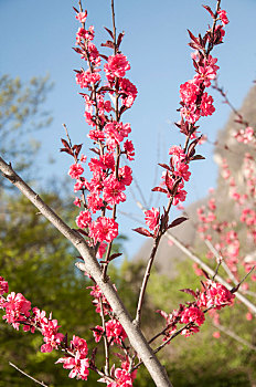 春季盛开的红叶碧桃树的花朵