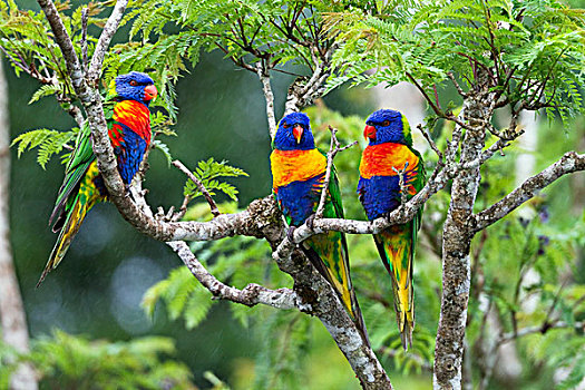 彩虹,彩虹鹦鹉,三个,阿瑟顿高原,昆士兰,澳大利亚