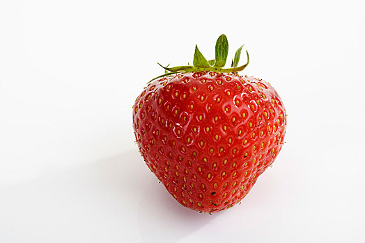 草莓,草莓属