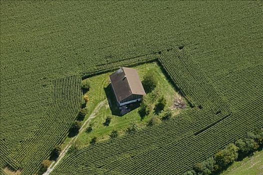 一个,房子,玉米田,德国