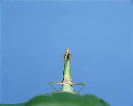 蝗虫,叶子,日本,次序