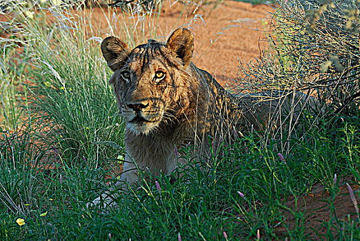 南非,卡拉哈里沙漠,卡拉哈迪大羚羊国家公园,狮子