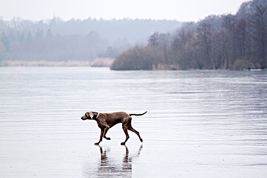 狗,冰冻,湖