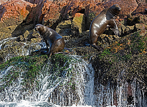 南美海狮,南方,海狮,成年,站立,石头,帕拉加斯,国家公园,秘鲁