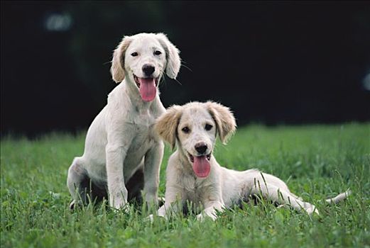 英格兰雪达犬,狗,两个,小狗,坐,绿色,草地