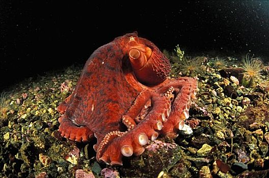 加拿大,不列颠哥伦比亚省,彩色,巨型太平洋章鱼,海底