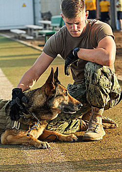 军事,役用犬,训练者,宠物,狗,训练
