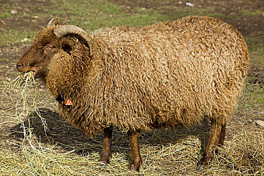 冰岛绵羊,红色,公羊,咀嚼,干草,有机农场