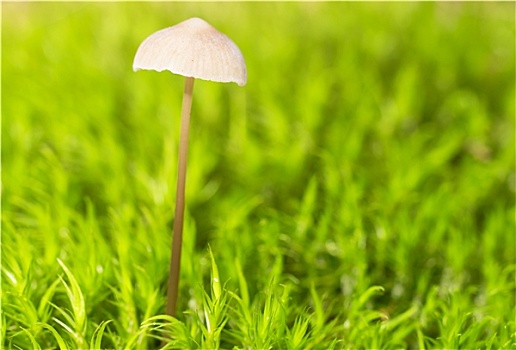 小,蘑菇,苔藓,微距,聚焦