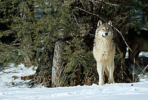 灰狼,犬属,冬天,向外看,树,蒙大拿,俘获