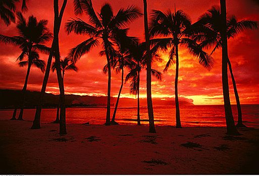 剪影,棕榈树,日落,公园,夏威夷,美国