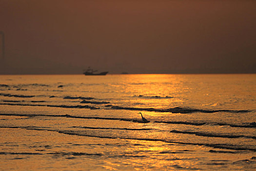 山东省日照市,沐浴在金色阳光里的海鸟和渔船,构成迷人的生态画卷