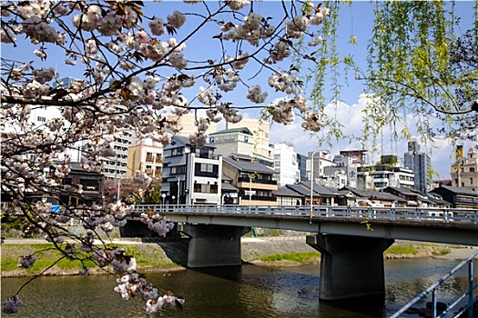 樱花,京都,日本